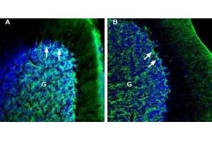 Expression of NETO2 in mouse and rat cerebellum - Immunohistochemical staining of perfusion-fixed frozen mouse and rat brain sections with Anti-NETO2 (extracellular) Antibody (ABIN7043377, ABIN7044386 and ABIN7044387), (1:200), followed by goat anti-rabbit-AlexaFluor-488. (NETO2 Antikörper  (Extracellular))