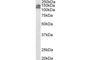 Western Blotting (WB) image for anti-Par-3 Partitioning Defective 3 Homolog B (PARD3B) (C-Term) antibody (ABIN2464991)