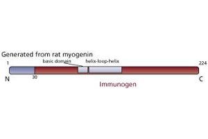 Image no. 1 for anti-Myogenin (Myogenic Factor 4) (MYOG) (AA 30-224) antibody (ABIN967512) (Myogenin Antikörper  (AA 30-224))