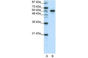 CBLL1 antibody (20R-1225) used at 0.