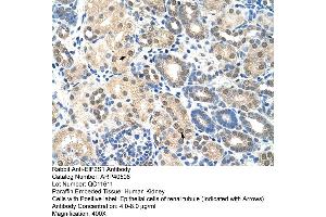 Rabbit Anti-EIF2S1 Antibody  Paraffin Embedded Tissue: Human Kidney Cellular Data: Epithelial cells of renal tubule Antibody Concentration: 4. (EIF2S1 Antikörper  (C-Term))
