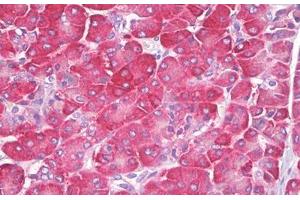Anti-ATP1A1 antibody IHC staining of human pancreas. (ATP1A1 Antikörper  (AA 5-54))