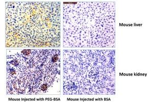 Immunohistochemistry of mouse liver and kidney using 0. (Rekombinanter PEG Antikörper  (methoxylated))