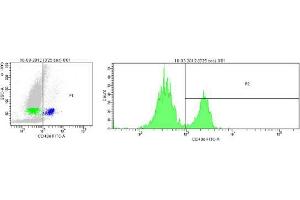 Image no. 1 for anti-Integrin, alpha 5 (ITGA5) antibody (ABIN959476) (ITGA5 Antikörper)