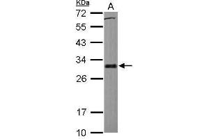 WB Image Sample (30 ug of whole cell lysate) A: HCT116 12% SDS PAGE antibody diluted at 1:1000
