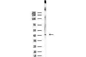 anti-Peroxisomal Biogenesis Factor 3 (PEX3) (N-Term) antibody