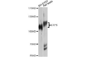 Western blot analysis of extracts of various cell lines, using LRP8 Antibody. (LRP8 Antikörper)