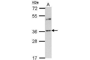 WB Image Sample (30 ug of whole cell lysate) A: H1299 10% SDS PAGE antibody diluted at 1:1000 (OR2A4 Antikörper  (C-Term))