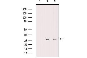 Western blot analysis of extracts from various samples, using 14-3-3 zeta Antibody. (14-3-3 zeta Antikörper  (Internal Region))