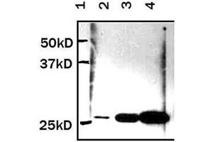 Western Blotting (WB) image for anti-Yellow Fluorescent Protein (YFP) (N-Term) antibody (ABIN1109530) (YFP Antikörper  (N-Term))