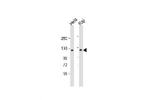Western Blot at 1:1000 dilution Lane 1: Hela whole cell lysate Lane 2: Raji whole cell lysate Lysates/proteins at 20 ug per lane. (NFkB Antikörper  (C-Term))