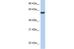 AMIGO3 antibody used at 1 ug/ml to detect target protein. (AMIGO3 Antikörper  (N-Term))