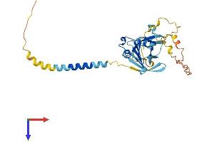 TNMD Protein (AA 1-317) (His tag)