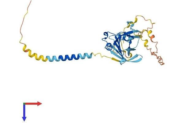 TNMD Protein (AA 1-317) (His tag)