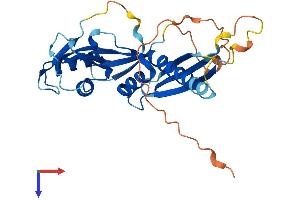 RDM1 Protein (AA 1-284) (His tag)