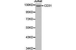 Western Blotting (WB) image for anti-Platelet/endothelial Cell Adhesion Molecule (PECAM1) antibody (ABIN1874094) (CD31 Antikörper)