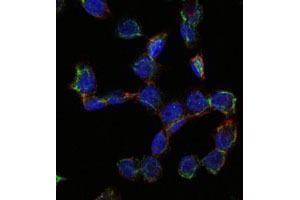 Immunofluorescence (IF) image for anti-Endoglin (ENG) antibody (ABIN969012)
