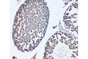 Immunohistochemistry of paraffin-embedded Mouse testis using FDFT1 Polyclonal Antibody at dilution of 1:100 (20x lens). (FDFT1 Antikörper)