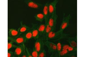 IF analysis of ATG4C using anti-ATG4C antibody (ABIN7599415) and anti-Tubulin Alpha antibody (ABIN7600339). (ATG4C Antikörper  (AA 1-457))