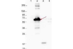 Western blot showing detection of 0. (YBX3/DBPA Antikörper)