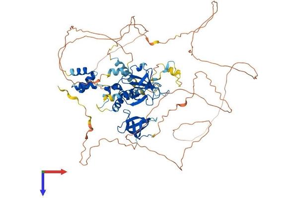 TDRD3 Protein (AA 1-743) (His tag)
