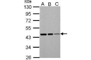 Western Blotting (WB) image for anti-Proteasome (Prosome, Macropain) 26S Subunit, ATPase, 5 (PSMC5) (Center) antibody (ABIN2856087)