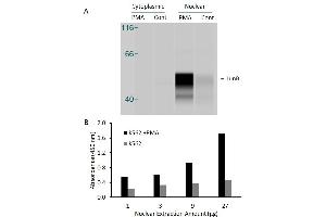 JunB ELISA Kit