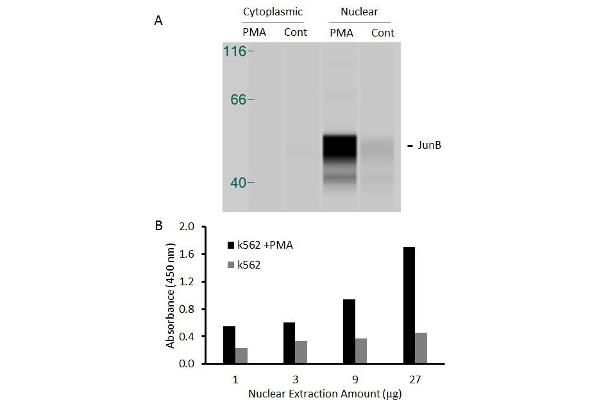 JunB ELISA Kit