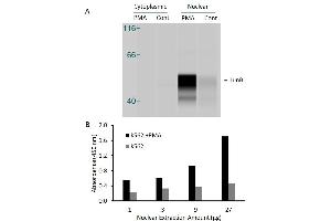 Transcription factor assay of jun-B from nuclear extracts of K562 cells or K562 cells treated with PMA (50 ng/ml) for 3 hr.