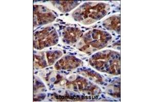 EPHX3 Antibody (C-term) (ABIN655588 and ABIN2845075) immunohistochemistry analysis in formalin fixed and paraffin embedded human stomach tissue followed by peroxidase conjugation of the secondary antibody and DAB staining. (ABHD9 Antikörper  (C-Term))