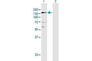Western Blot analysis of NFKBIL2 expression in transfected 293T cell line by NFKBIL2 MaxPab polyclonal antibody.