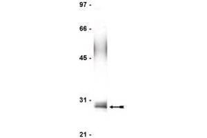 Image no. 1 for anti-Fas (TNFRSF6)-Associated Via Death Domain (FADD) antibody (ABIN211922) (FADD Antikörper)