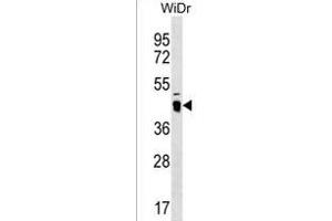 ATAD3C Antibody (Center) (ABIN1537869 and ABIN2850335) western blot analysis in WiDr cell line lysates (35 μg/lane). (ATAD3C Antikörper  (AA 146-172))
