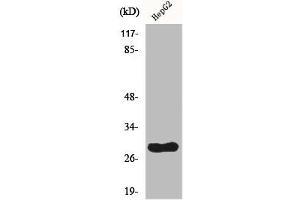 Western Blot analysis of HepG2 cells using CdcA3 Polyclonal Antibody (CDCA3 Antikörper  (C-Term))