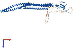 PSTPIP1 Protein (AA 1-416) (His tag)