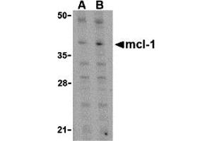 Western Blotting (WB) image for anti-Induced Myeloid Leukemia Cell Differentiation Protein Mcl-1 (MCL1) (C-Term) antibody (ABIN1030511) (MCL-1 Antikörper  (C-Term))