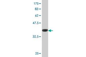 Western Blot detection against Immunogen (37. (ASNA1 Antikörper  (AA 239-348))