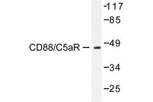 Image no. 1 for anti-Complement Component 5a Receptor 1 (C5AR1) antibody (ABIN272007) (C5AR1 Antikörper)