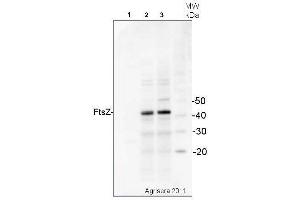 Western Blotting (WB) image for anti-Procaryotic Cell Division Gtpase (Ftsz) antibody (ABIN2749235) (Ftsz Antikörper)