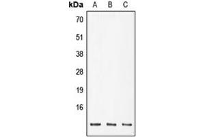 Western blot analysis of POLR2K expression in DLD (A), SP2/0 (B), PC12 (C) whole cell lysates.