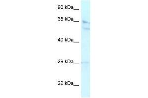 Western Blot showing RBBP5 antibody used at a concentration of 1. (RBBP5 Antikörper  (Middle Region))