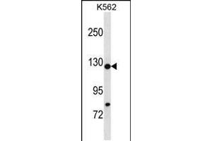 Western blot analysis in K562 cell line lysates (35ug/lane). (HIRA Antikörper  (N-Term))
