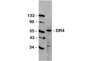 Western Blotting (WB) image for anti-Tumor Necrosis Factor Receptor Superfamily, Member 10a (TNFRSF10A) (C-Term) antibody (ABIN2479547) (TNFRSF10A Antikörper  (C-Term))
