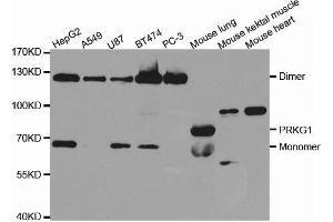 Western blot analysis of extracts of various cell lines, using PRKG1 antibody. (PRKG1 Antikörper  (AA 1-300))