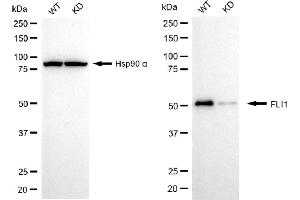 Western blotting analysis using FLI1 antibody (ABIN7798660).