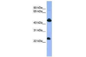 Western Blot showing OPN1MW antibody used at a concentration of 1-2 ug/ml to detect its target protein.