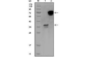 Western Blot showing HPS1 antibody used against truncated HPS1 recombinant protein (1) and HPS1-hIgGFc transfected CHO-K1 cell lysate (2). (HPS1 Antikörper)