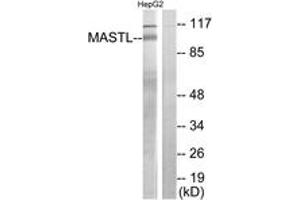 Western blot analysis of extracts from HepG2 cells, using MASTL Antibody. (MASTL Antikörper  (AA 821-870))