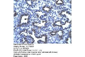 Human Lung (APEX1 Antikörper  (N-Term))