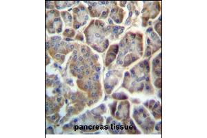 TMED9 Antibody (C-term) (ABIN657174 and ABIN2846305) immunohistochemistry analysis in formalin fixed and paraffin embedded human pancreas tissue followed by peroxidase conjugation of the secondary antibody and DAB staining.